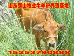 肉牛市场繁荣现状与产业未来展望