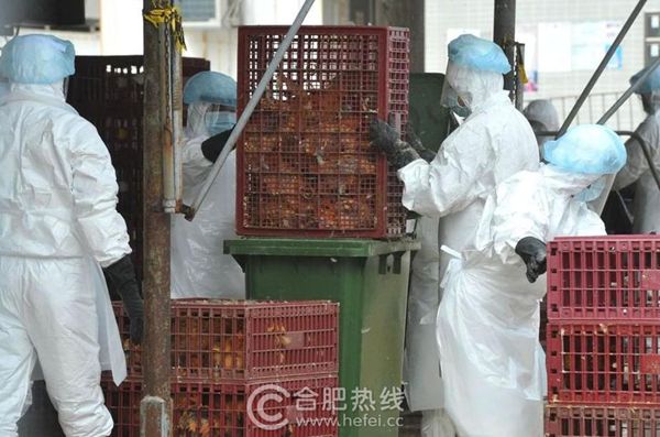 河南H7N9疫情最新动态，共同关注，共筑防线